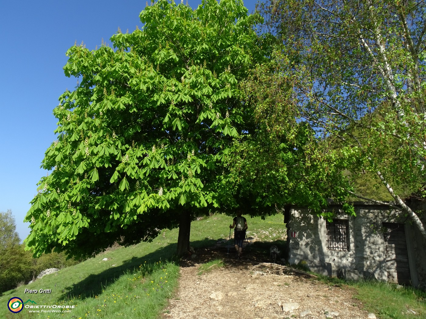 14 Esploso il verde primaverile.JPG